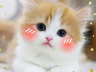 Meme mèo cute dễ thương và hài hước giúp bạn giải trí mỗi ngày