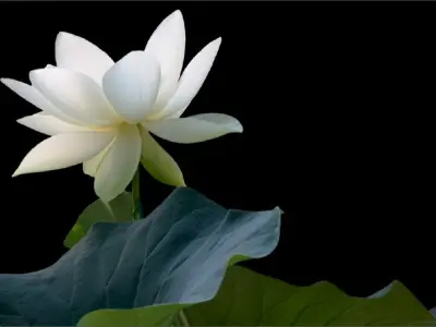 Ảnh avatar hoa sen tinh tế mang vẻ đẹp thanh cao độc đáo
