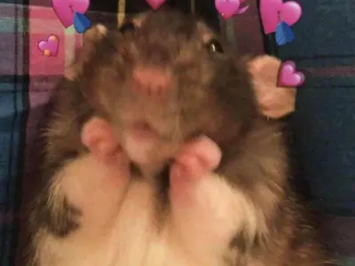 Top ảnh hamster meme gây bão mạng khiến dân tình phát sốt