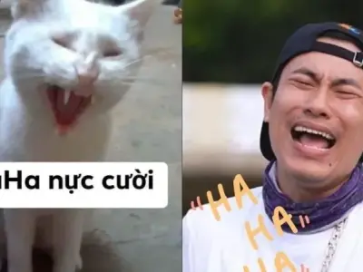 Ảnh meme haha siêu hài hước khiến ai cũng bật cười
