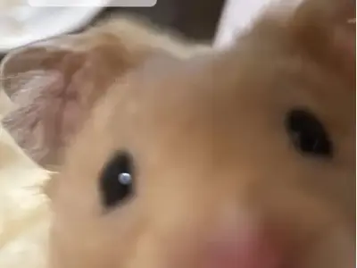 Ảnh meme xin chào bùng nổ trào lưu mạng xã hội Việt Nam