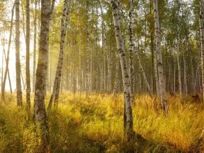 Khí hậu ôn đới là gì? Bí ẩn vùng đất dịu mát quanh năm