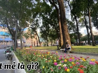 Mát mẻ là gì? Hiện tượng giúp cân bằng khí hậu tự nhiên