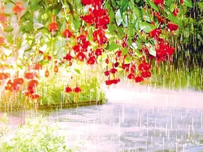 Mưa đầu mùa là gì? Dấu hiệu mở màn chu kỳ thời tiết mới