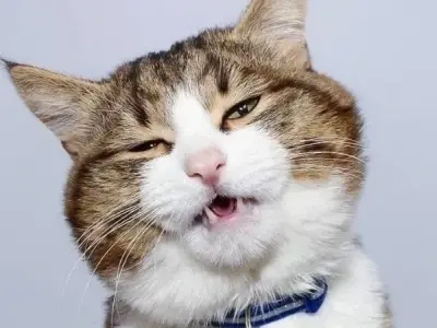 Bộ sưu tập ảnh meme mèo cười dễ thương khó cưỡng lại