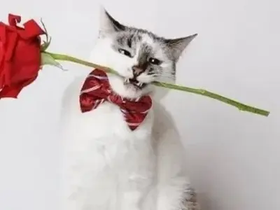 Thưởng thức meme mèo cầm hoa với biểu cảm vui tươi rạng rỡ