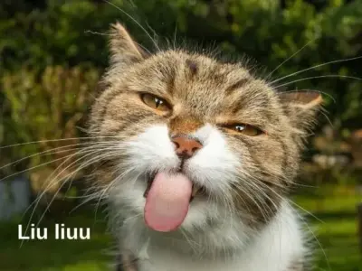 Cười ngất với tuyển tập ảnh meme ảnh cute chấn động cõi mạng