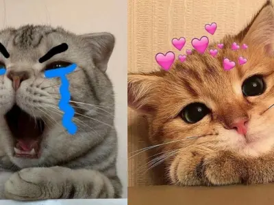 Cười ngất với tuyển tập ảnh meme mèo quẩy chấn động cõi mạng