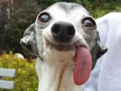 Cười té ghế với bộ ảnh xạo chó meme đỉnh cao nhất cõi mạng