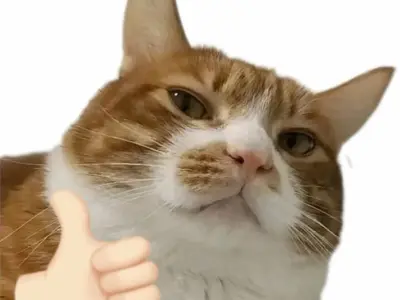 Cười té ghế với bộ sưu tập ảnh mèo like meme siêu cấp tấu hài