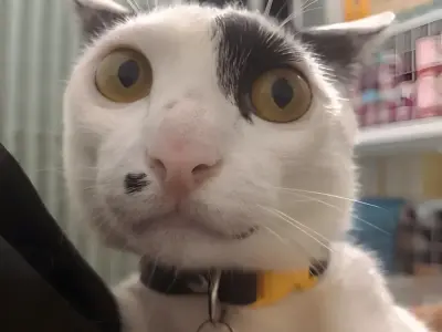 Cười té ghế với tuyển tập ảnh mèo vô tri meme bá đạo nhất mạng xã hội