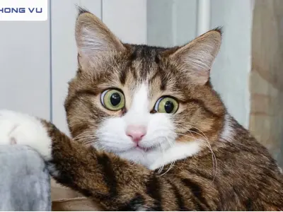 Cười xỉu với bộ sưu tập ảnh sticker meme mèo tấu hài chấn động mạng xã hội