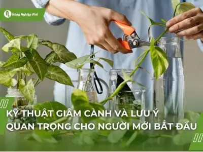 Giâm cành là gì và quy trình nhân giống cây trồng hiệu quả
