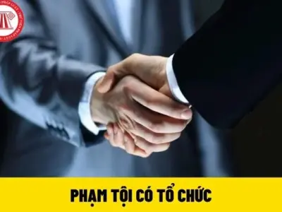 Hướng dẫn về phạm tội có tổ chức và những điều bạn cần biết