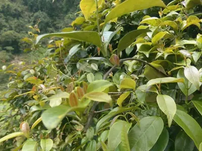 Lá giang là lá gì Hướng dẫn nhận biết và công dụng sức khỏe