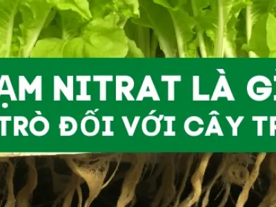 Tìm hiểu No3 là gì và vai trò quan trọng của hợp chất này