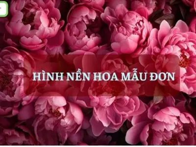 Tổng hợp bộ hình nền điện thoại hoa mẫu đơn đẹp tinh tế nhất 2026