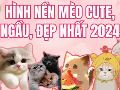 Tuyển tập ảnh hình nền máy tính meme mèo siêu bựa cười rớt hàm