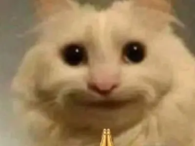 Tuyển tập ảnh meme mèo dễ thương siêu hài hước giúp bạn xả stress