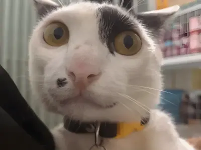 Tuyển tập ảnh meme mèo hài hước chấn động cõi mạng giúp bạn tấu hài