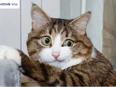 Tuyển tập ảnh meme mèo mắt thâm tấu hài cực mạnh giải trí mỗi ngày