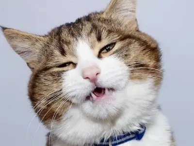 Tuyển tập ảnh meme mèo suy nghĩ siêu bựa giải cứu ngày tẻ nhạt