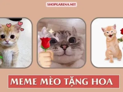 Tuyển tập ảnh meme mèo tặng hoa tấu hài giúp bạn cưa đổ crush
