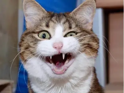 Tuyển tập ảnh mèo meme cười tấu hài cực mạnh giải cứu ngày buồn chán