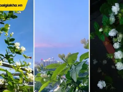 Tuyển tập những mẫu hình nền hoa nhài trắng tinh khôi đẹp nhất
